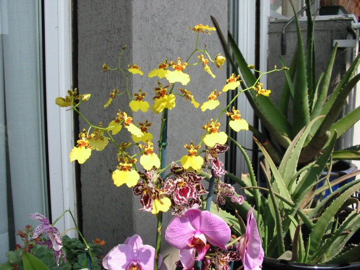 Orchid003.jpg  (114,1 Kb)