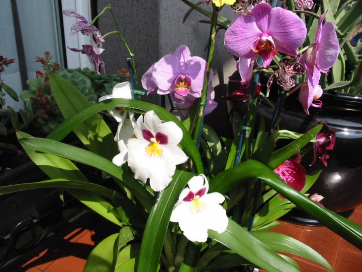 Orchid004.jpg  (104,4 Kb)