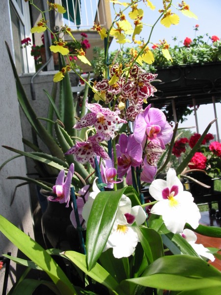 Orchid005.jpg  (91,6 Kb)