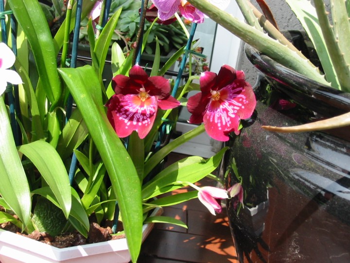 Orchid008.jpg  (116,2 Kb)