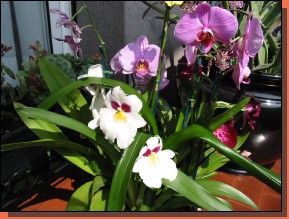 Orchid004.jpg  (104,4 Kb)