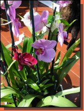Orchid006.jpg  (83,1 Kb)
