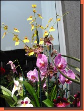 Orchid009.jpg  (78,4 Kb)