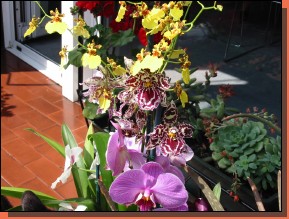 Orchid010.jpg  (113,3 Kb)