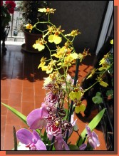 Orchid011.jpg  (84,4 Kb)