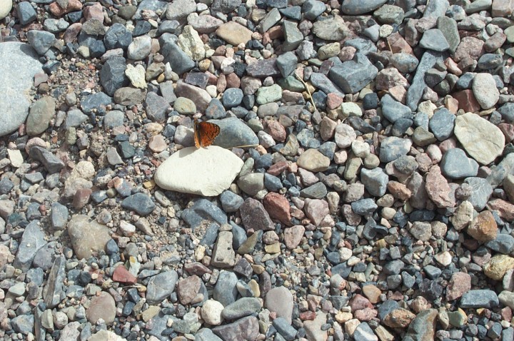 DCP_2811.jpg  (150,7 Kb)