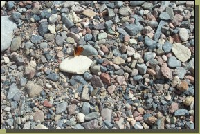 DCP_2811.jpg  (150,7 Kb)