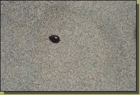 DCP_2825.jpg  (161,4 Kb)