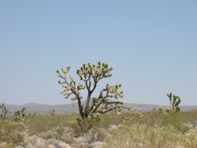 Mojave-022.jpg  (78,2 Kb)