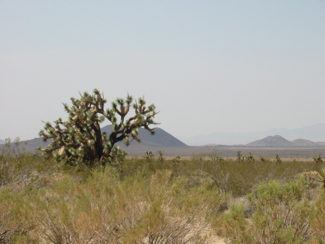 Mojave-023.jpg  (87,1 Kb)