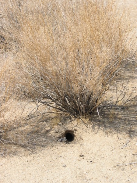 Mojave-044.jpg  (105,9 Kb)