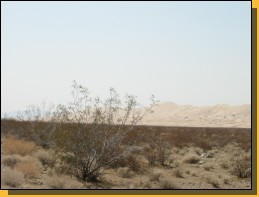 Mojave-029.jpg  (78,4 Kb)