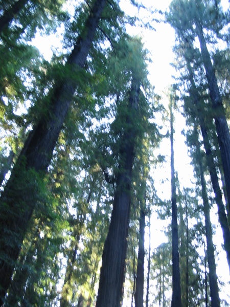 CA-North-103.jpg  (137,2 Kb)