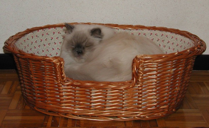 gattoni001.jpg  (82,0 Kb)