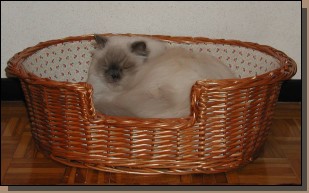 gattoni001.jpg  (82,0 Kb)